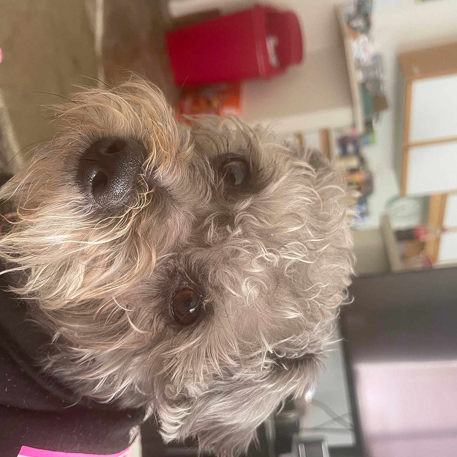 Sadiebear is registered to the contest to win money with this photo: biewer_terrier, camera, canidae, carnivore, companion_dog, dog, dog_breed, dog_supply, fashion_accessory, fur, maltepoo, non_sporting_group, puppy_love, small_terrier, snout, sporting_group, terrier, toy_dog, working_animal, yorkipoo