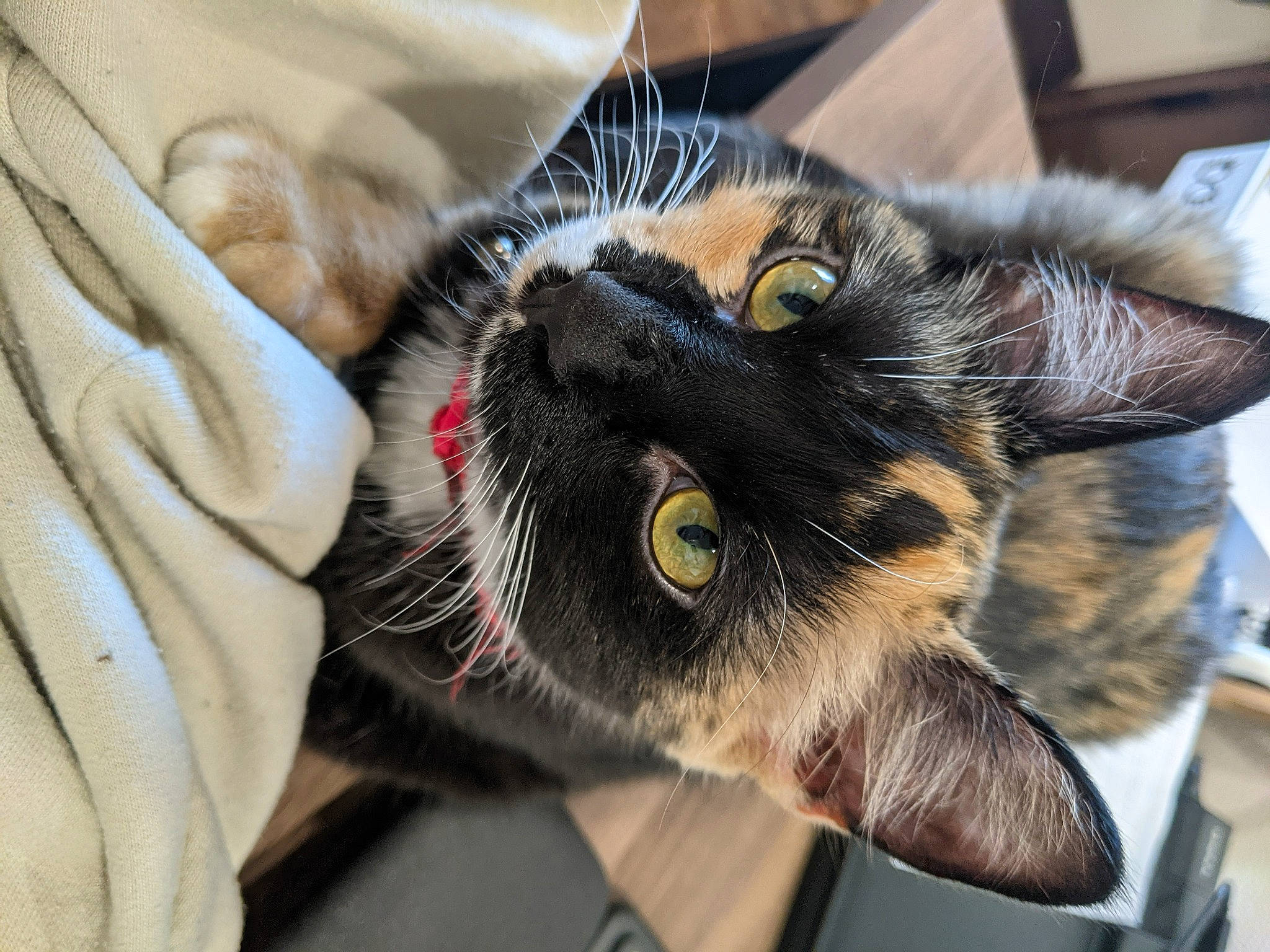 Hermione joined the competition — help win amazing prizes! black_cat, carnivore, cat, claw, comfort, domestic_short_haired_cat, ear, eye, fang, felidae, fur, paw, small_to_medium_sized_cats, snout, tail, terrestrial_animal, whiskers