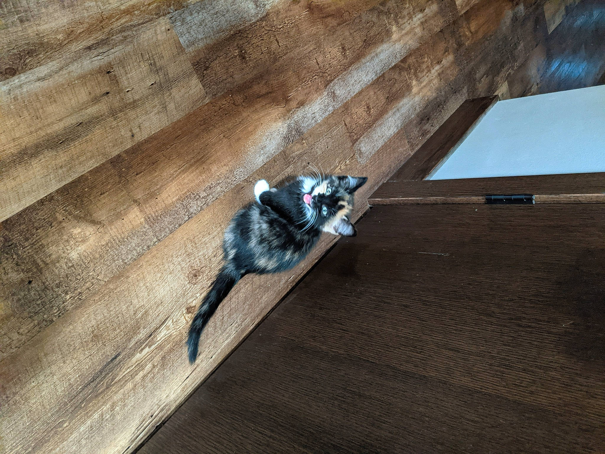 Hermione joined the competition — help win amazing prizes! asphalt, chair, concrete, electric_blue, floor, flooring, grey, hardwood, laminate_flooring, landscape, metal, plywood, road_surface, roof, shadow, soil, table, wood, wood_flooring, wood_stain