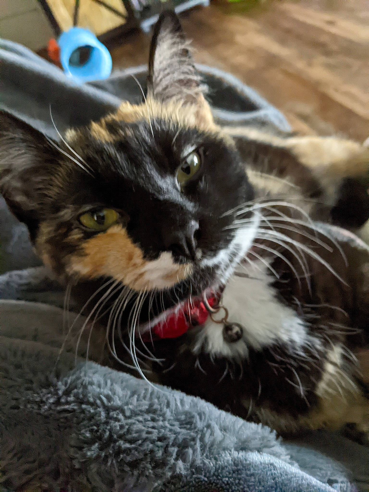 Hermione is registered to the contest to win money with this photo: carnivore, cat, claw, comfort, domestic_short_haired_cat, felidae, fur, paw, small_to_medium_sized_cats, snout, terrestrial_animal, whiskers, window