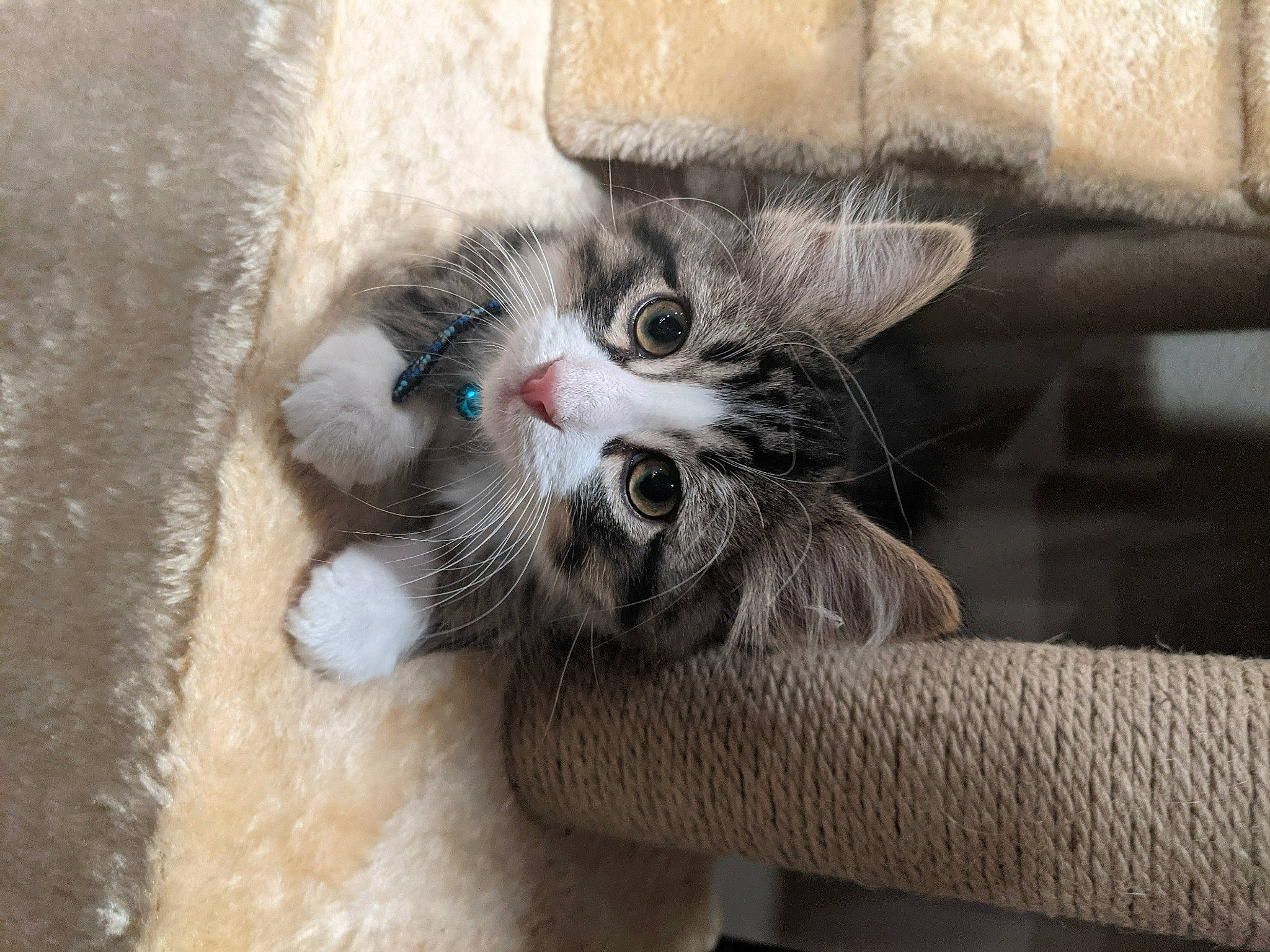 Harry is registered to the contest to win money with this photo: carnivore, cat, claw, comfort, domestic_short_haired_cat, fawn, felidae, foot, fur, grey, paw, small_to_medium_sized_cats, snout, tail, terrestrial_animal, whiskers, window