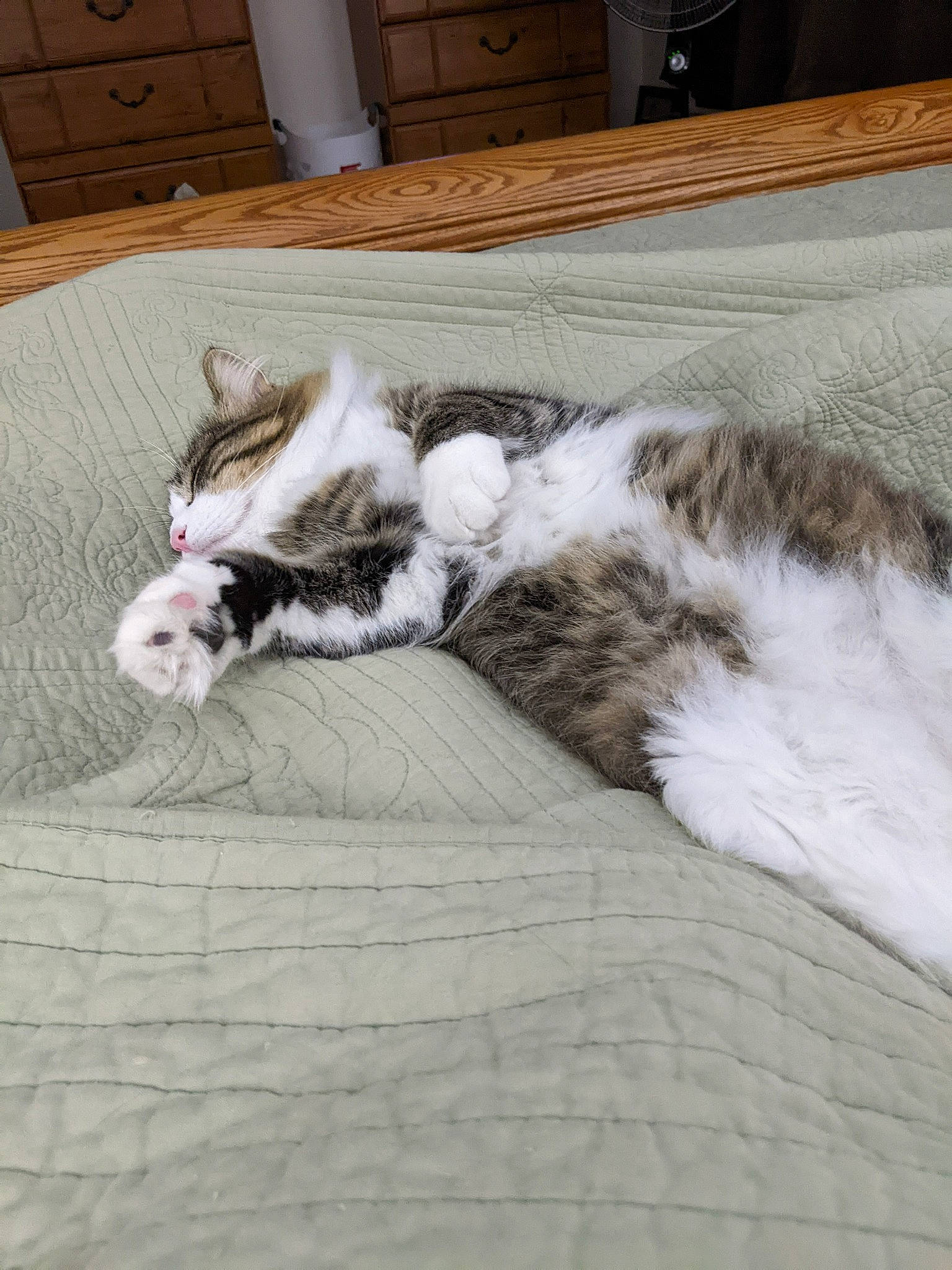 Harry joined the competition — help win amazing prizes! cabinetry, carnivore, cat, chest_of_drawers, claw, comfort, dog_breed, domestic_short_haired_cat, felidae, floor, flooring, fur, grey, hardwood, paw, small_to_medium_sized_cats, snout, tail, whiskers, wood