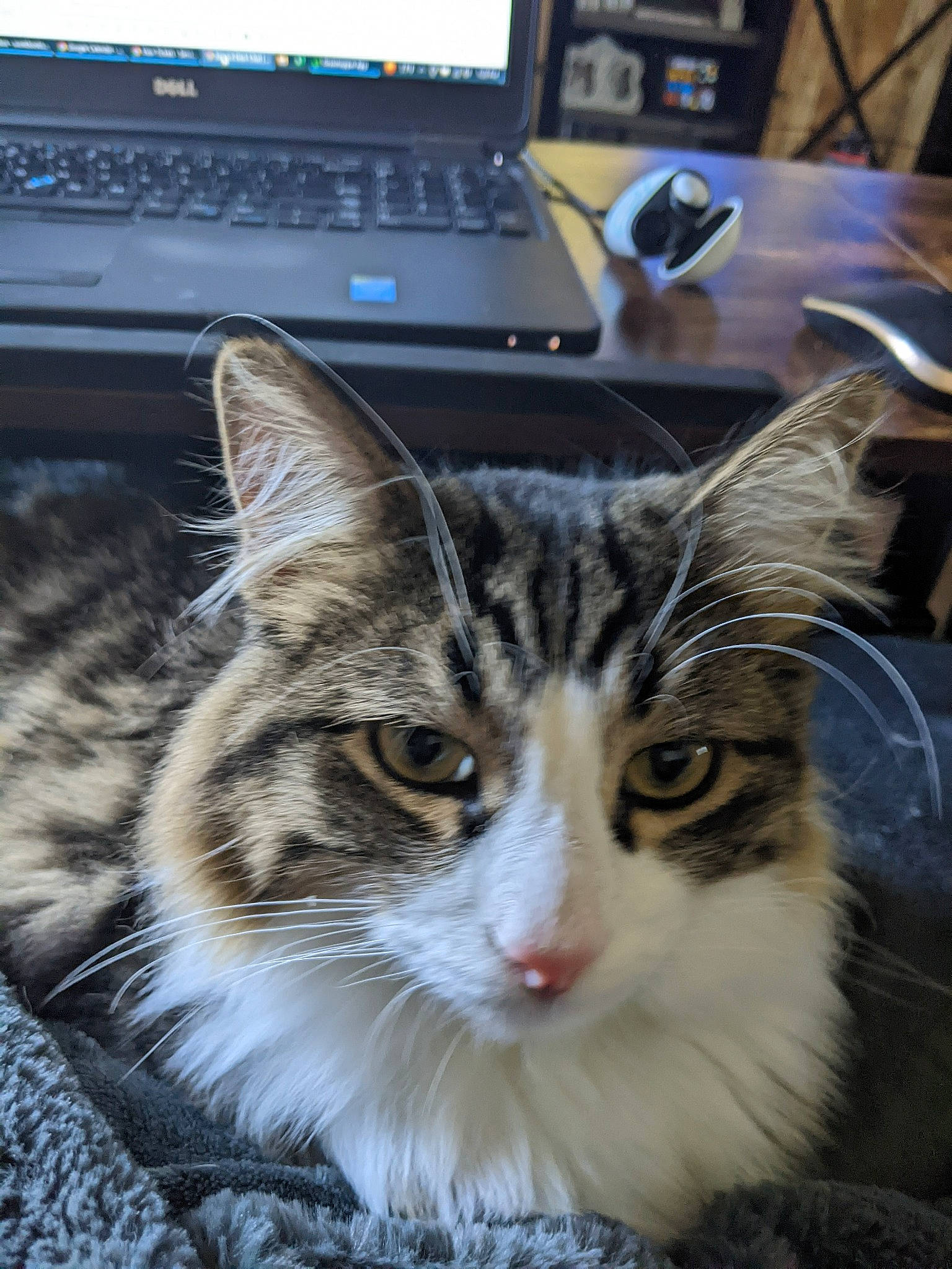 Harry is registered to the contest to win money with this photo: carnivore, cat, computer, desk, domestic_short_haired_cat, felidae, fur, input_device, laptop, output_device, paw, peripheral, personal_computer, plant, small_to_medium_sized_cats, snout, space_bar, tree, whiskers, window