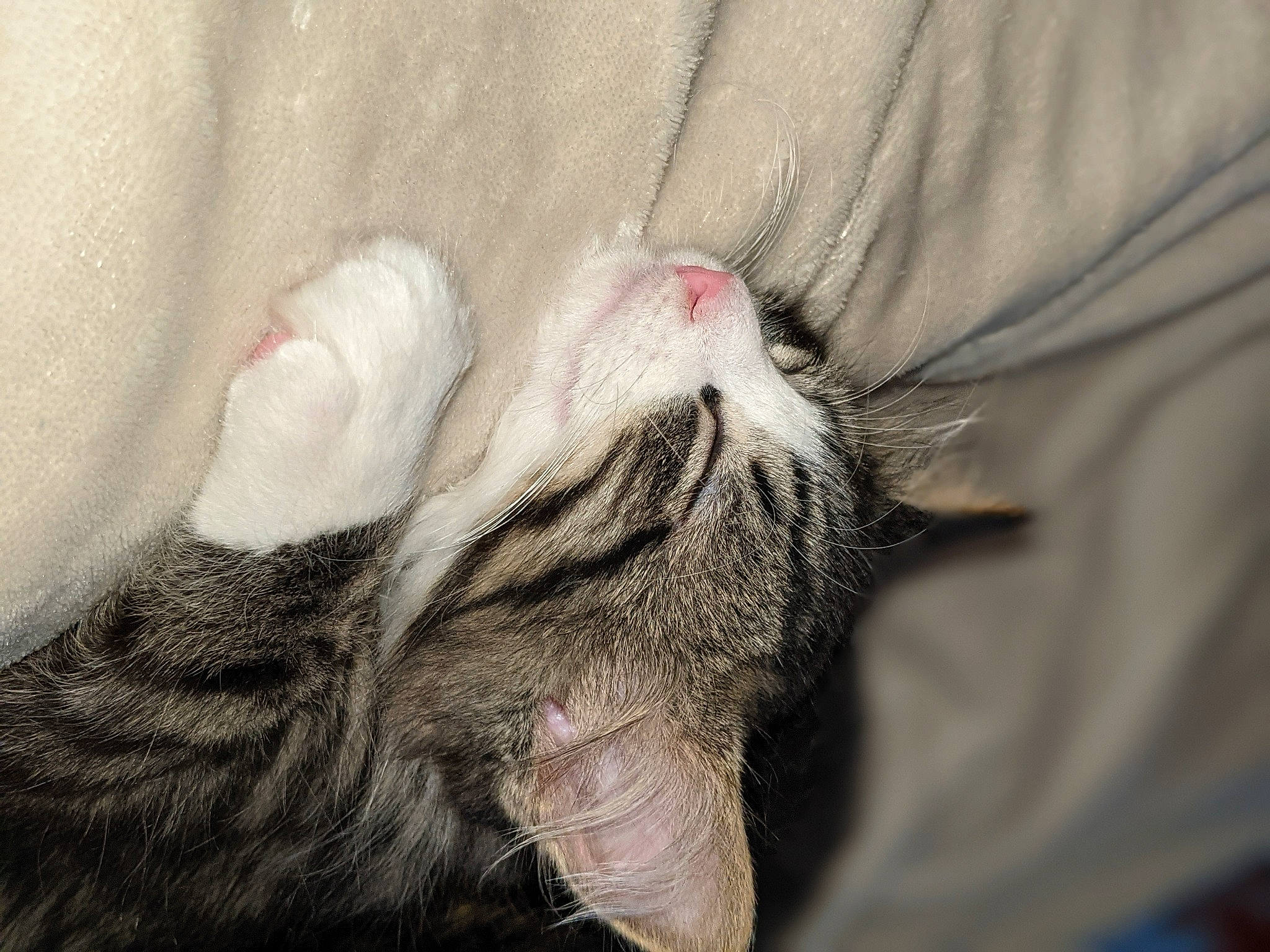 Harry joined the competition — help win amazing prizes! carnivore, cat, claw, close_up, comfort, domestic_short_haired_cat, felidae, foot, fur, grey, nap, paw, sleep, small_to_medium_sized_cats, snout, tail, terrestrial_animal, thread, whiskers