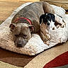 dogs, dog, pet, sleeping, resting, lying_down, sitting, animal, canine, puppy, large_dog, small_dog, dog_bed, plush_bed, indoors, living_room, wood_floor, furniture, carpet, cozy