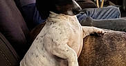 Poppit is registered to the contest to win money with this photo: dog, pet, black_and_white, brown, short_hair, lying_down, relaxed, indoors, living_room, couch, cushion, paw, snout, floppy_ears, animal_portrait, cozy, furniture, home, seated, resting