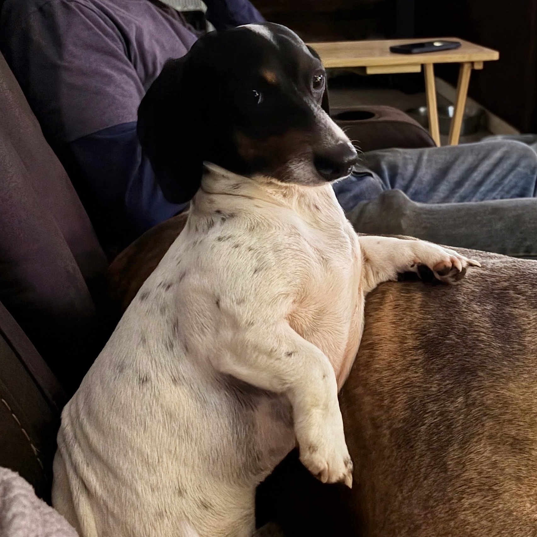 Poppit is registered to the contest to win money with this photo: dog, pet, black_and_white, brown, short_hair, lying_down, relaxed, indoors, living_room, couch, cushion, paw, snout, floppy_ears, animal_portrait, cozy, furniture, home, seated, resting
