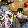 Poppit is registered to the contest to win money with this photo: dog, dogs, pet, animal, black_and_white, standing, sitting, toy, yellow_toy, curious, portrait, indoors, living_room, couch, blanket, rug, wood_floor, pet_bowls, chew_toys, home