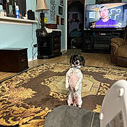 Poppit joined the competition — help win amazing prizes! dog, pet, portrait, sitting, upright, happy, smiling, indoors, living_room, rug, carpet, furniture, television, entertainment_center, couch, lamp, refrigerator, home, collar, black_and_white