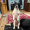 Poppit joined the competition — help win amazing prizes! dog, puppy, standing, sitting, portrait, indoor, living_room, leather_ottoman, rug, furniture, wooden_cabinet, television, home, pet, black_and_white, brown_markings, floppy_ears, front_facing, second_dog, funny_pose