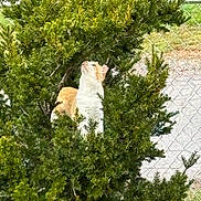 Kitty is registered to the contest to win money with this photo: animal, branch, bush, cat, curious, daylight, fence, fur, garden, greenery, leaf, looking_up, nature, orange_cat, outdoor, pet, plant, tree, white_cat, wildlife