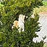 animal, branch, bush, cat, curious, daylight, fence, fur, garden, greenery, leaf, looking_up, nature, orange_cat, outdoor, pet, plant, tree, white_cat, wildlife