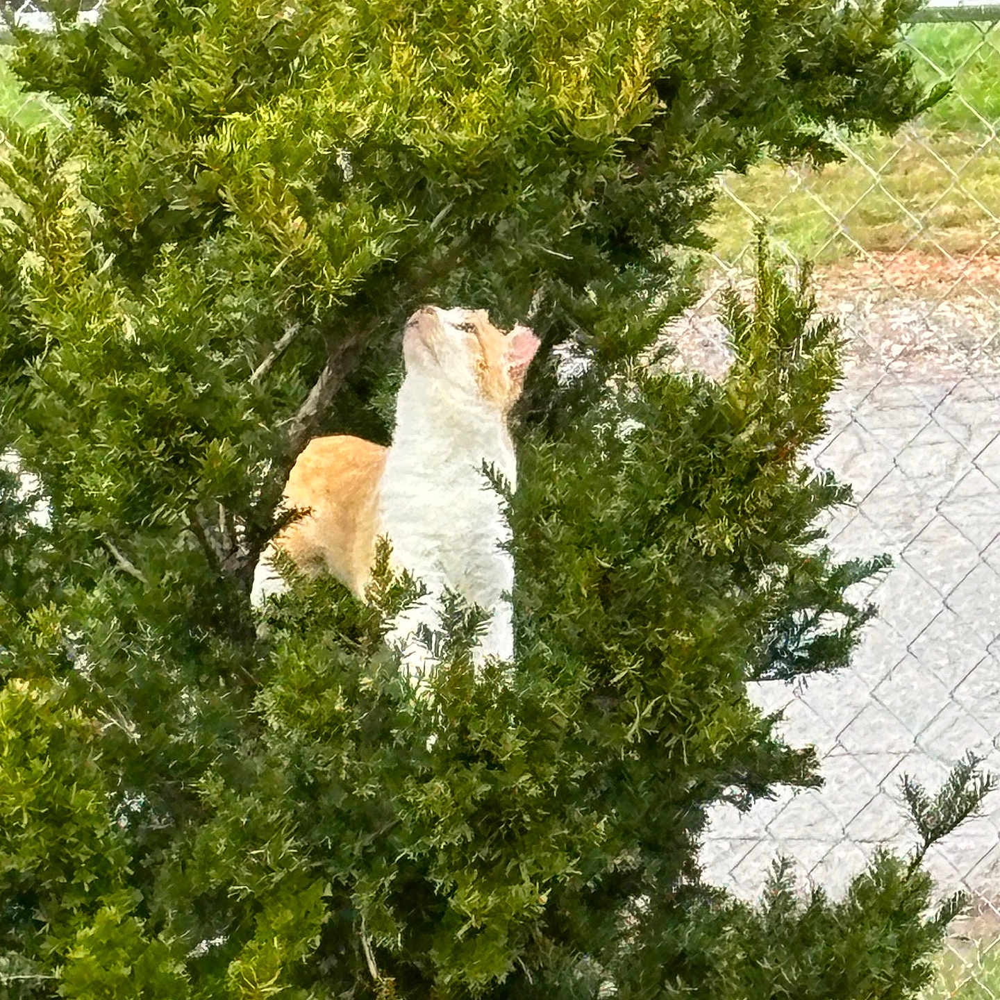 Kitty