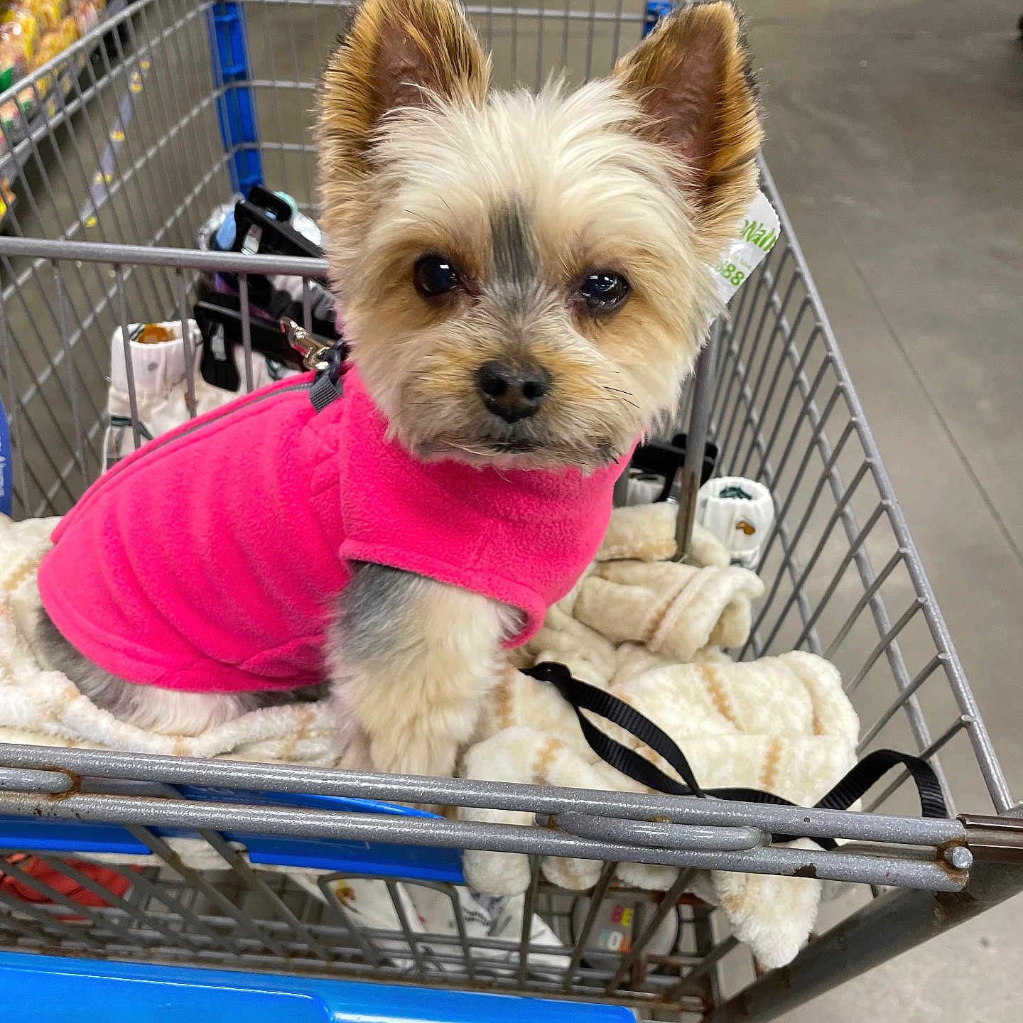 Minnie