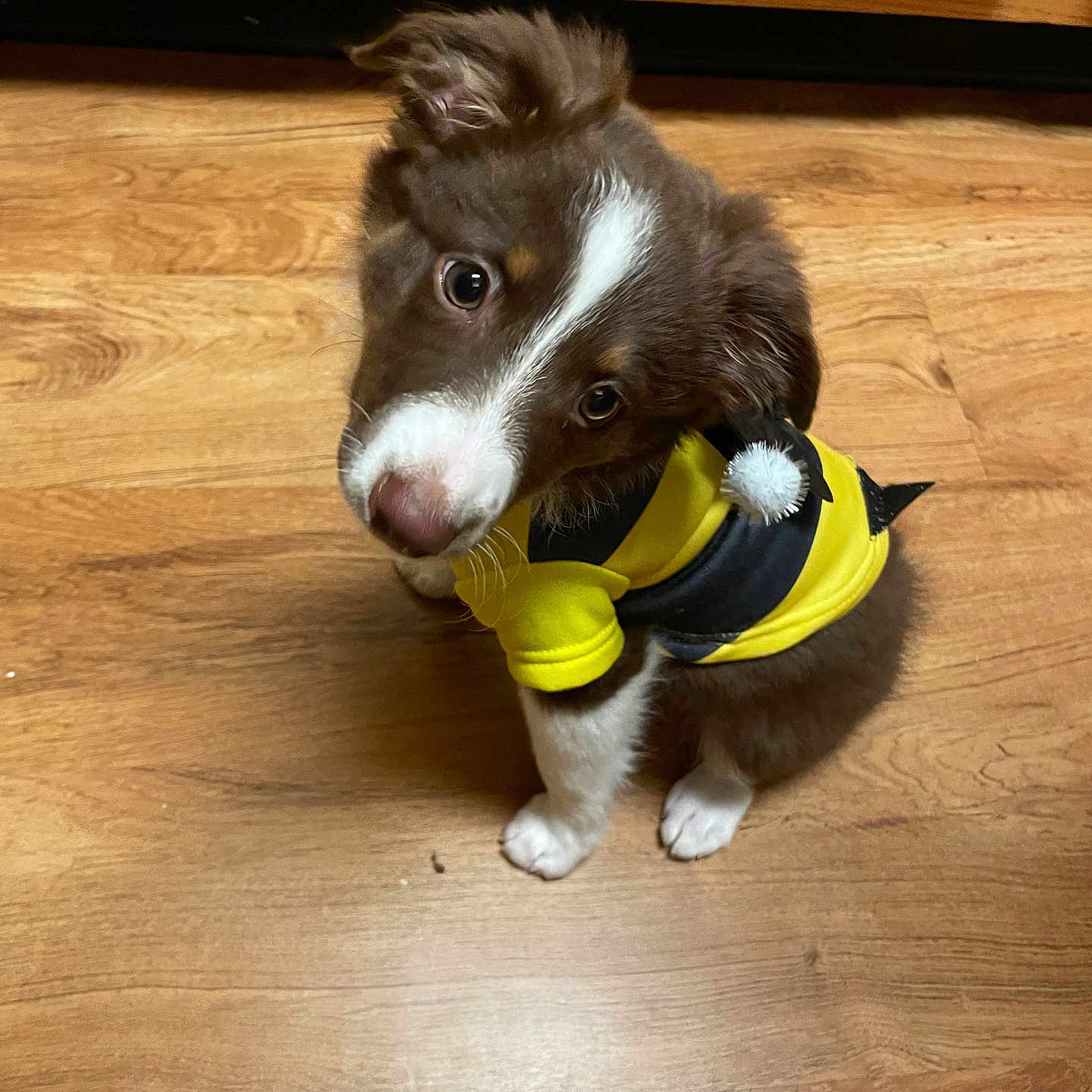 Jade is registered to the contest to win money with this photo: accessories, animal, ball, canine, collie, dog, furniture, hardwood, hound, husky, indoors, interiordesign, pet, plywood, puppy, sport, strap, tennis, tennisball, wood