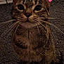 cat, tabby, pet, animal, whiskers, ears, carpet, floor, indoor, cute, digital_bows, playful, feline, sitting, looking_up, domestic_cat, striped, mammal, closeup, night