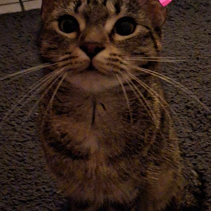 Minette a rejoint le concours — aidez-le/la à gagner de superbes lots ! animal, carpet, cat, closeup, cute, digital_bows, domestic_cat, ears, feline, floor, indoor, looking_up, mammal, night, pet, playful, sitting, striped, tabby, whiskers