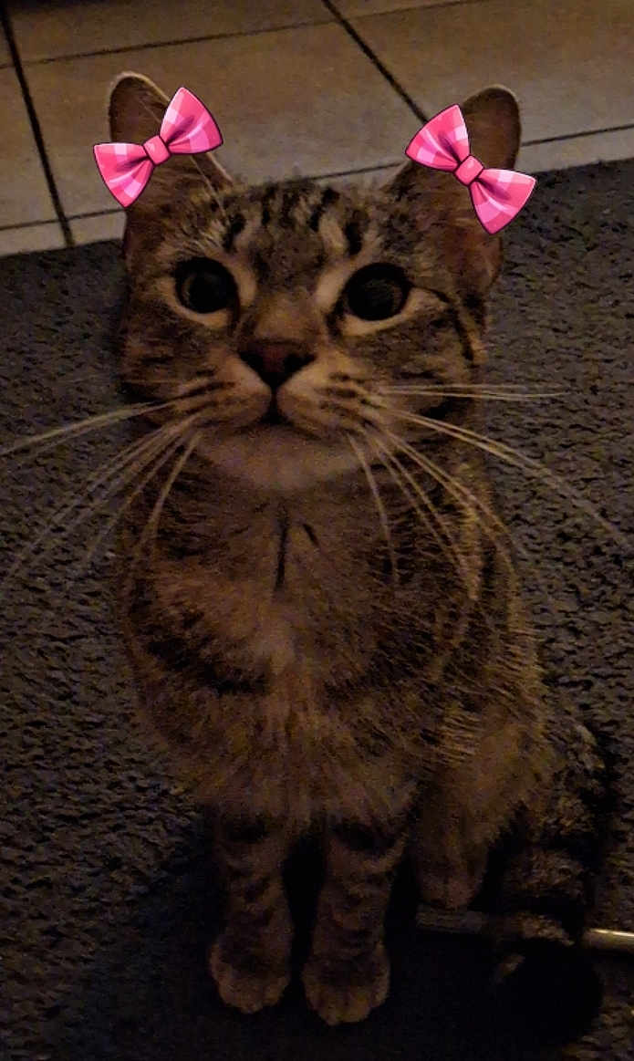 Minette a rejoint le concours — aidez-le/la à gagner de superbes lots ! cat, tabby, pet, animal, whiskers, ears, carpet, floor, indoor, cute, digital_bows, playful, feline, sitting, looking_up, domestic_cat, striped, mammal, closeup, night