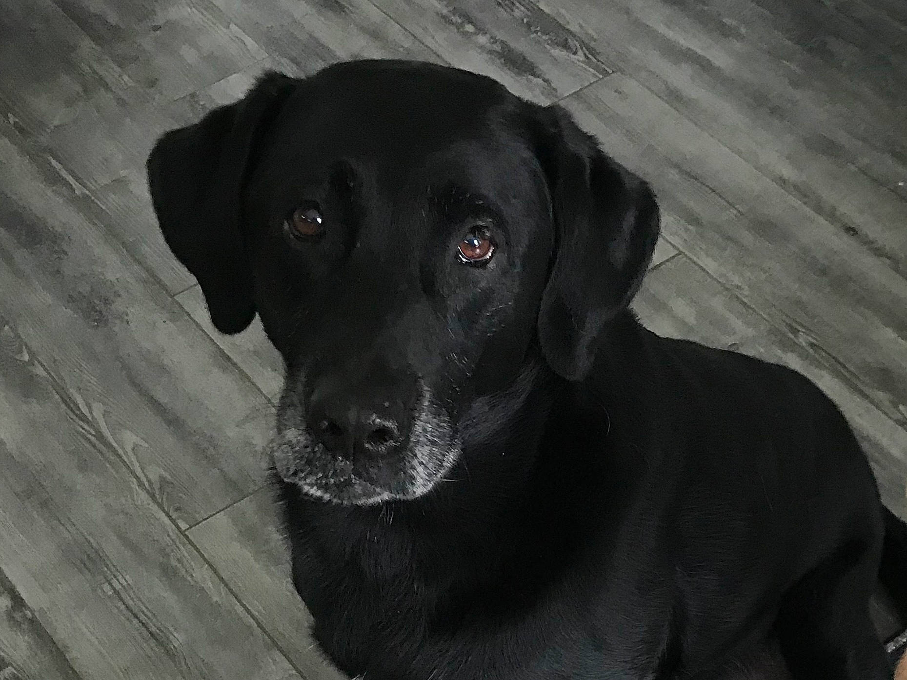 Bruin joined the competition — help win amazing prizes! beagador, black, borador, canidae, carnivore, dog, dog_breed, flat_coated_retriever, gun_dog, hunting_dog, labrador_retriever, mammal, patterdale_terrier, pointing_breed, retriever, snout, sporting_group, vertebrate, whiskers