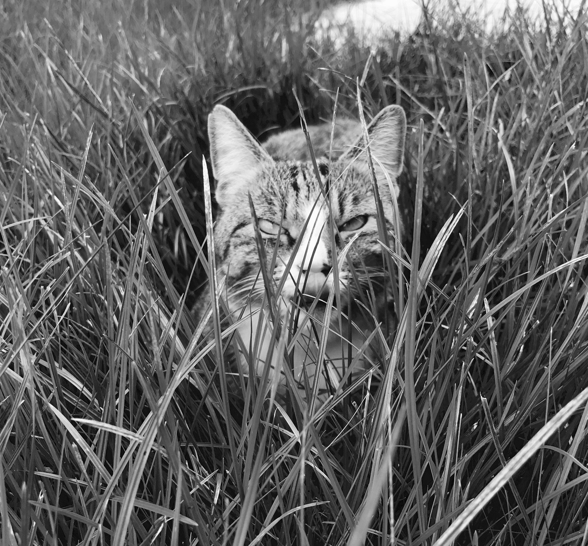 Sherkane participe au concours pour gagner de l'argent avec cette photo : asian, black_and_white, carnivore, cat, domestic_short_haired_cat, felidae, fur, grass, grass_family, monochrome, monochrome_photography, person, photography, plant, small_to_medium_sized_cats, stock_photography, tabby_cat, terrestrial_animal, whiskers, wild_cat