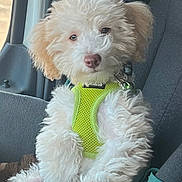 Cash joined the competition — help win amazing prizes! animal, car_seat, collar, curly_fur, cute, dog, domestic_animal, fluffy, fur, harness, light, looking, pet, puppy, relaxed, seatbelt, sitting, vehicle_interior, window, young_dog