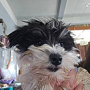 Eliza is registered to the contest to win money with this photo: animal, black_and_white, closeup, cute, dog, domestic_animal, fluffy, fur, furry, hand, household, indoor, mammal, person_hand, pet, portrait, puppy, ring, small_dog, young_dog