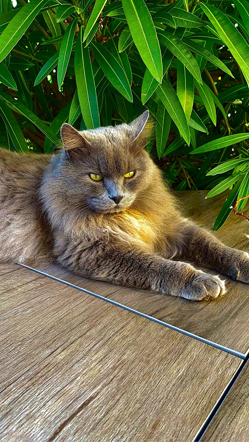 Oz a rejoint le concours — aidez-le/la à gagner de superbes lots ! carnivore, cat, domestic_short_haired_cat, fawn, felidae, flooring, fur, grass, grey, leaf, paw, plant, small_to_medium_sized_cats, snout, tail, terrestrial_animal, terrestrial_plant, whiskers, wildlife, wood