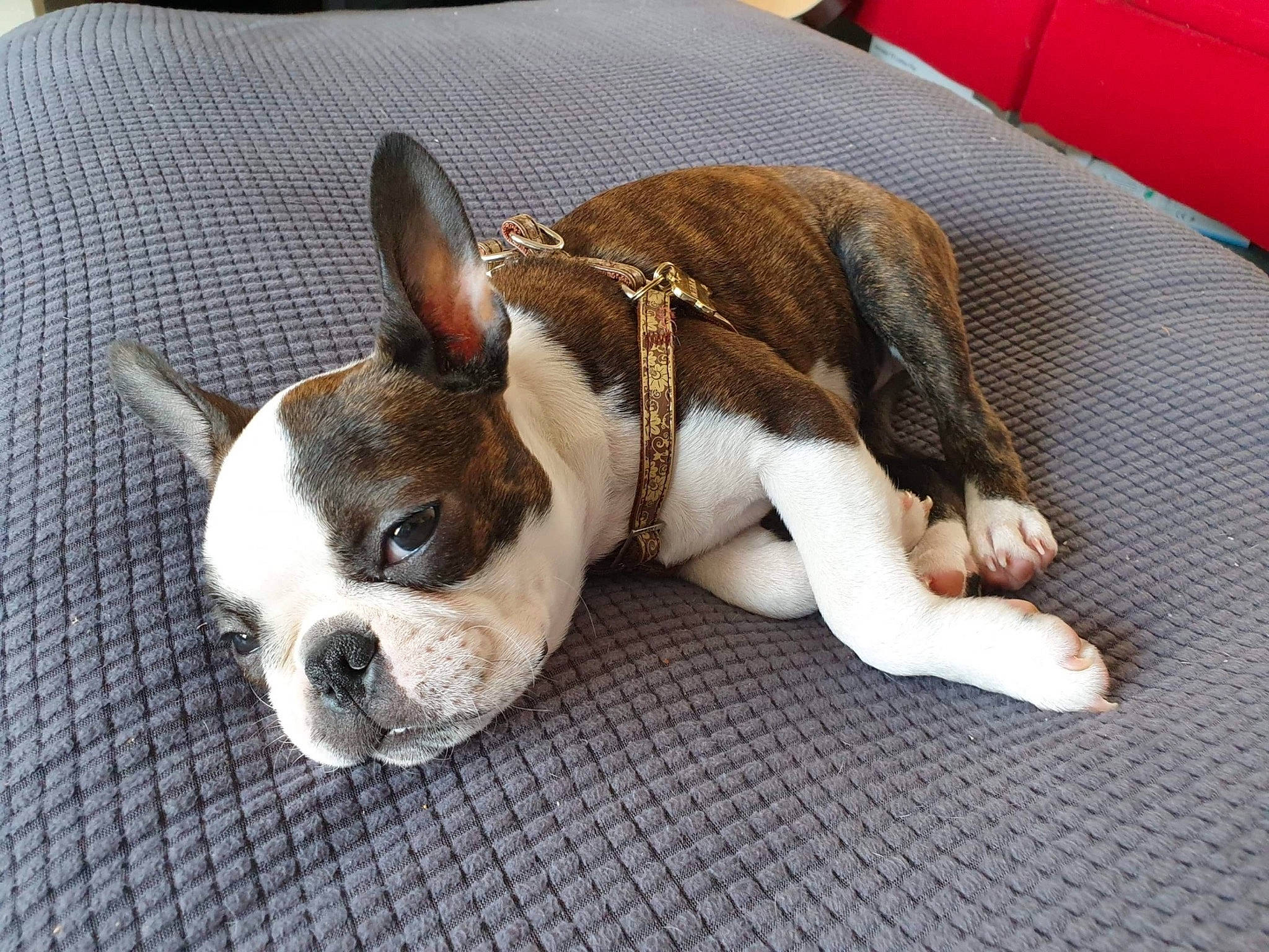 Sherkha a rejoint le concours — aidez-le/la à gagner de superbes lots ! boston_terrier, canidae, carnivore, comfort, companion_dog, couch, dog, dog_breed, ear, eye, fawn, head, mammal, paw, snout, sporting_group, terrestrial_animal, toy_dog, whiskers, working_animal