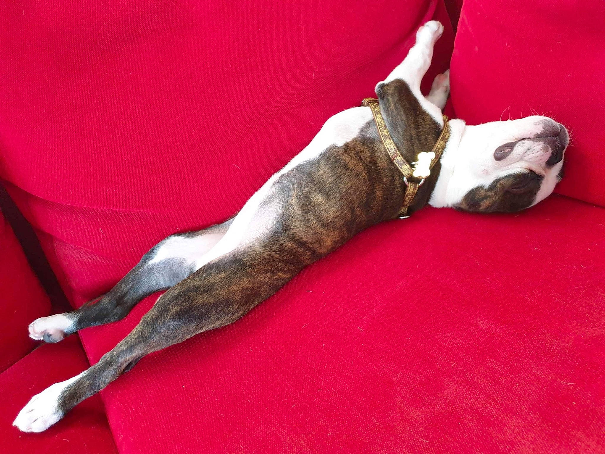 Sherkha a rejoint le concours — aidez-le/la à gagner de superbes lots ! canidae, carnivore, collar, companion_dog, dog, dog_breed, dog_collar, dog_supply, fawn, grey, guard_dog, human_leg, magyar_agar, non_sporting_group, rampur_greyhound, sighthound, snout, sporting_group, tail, working_animal