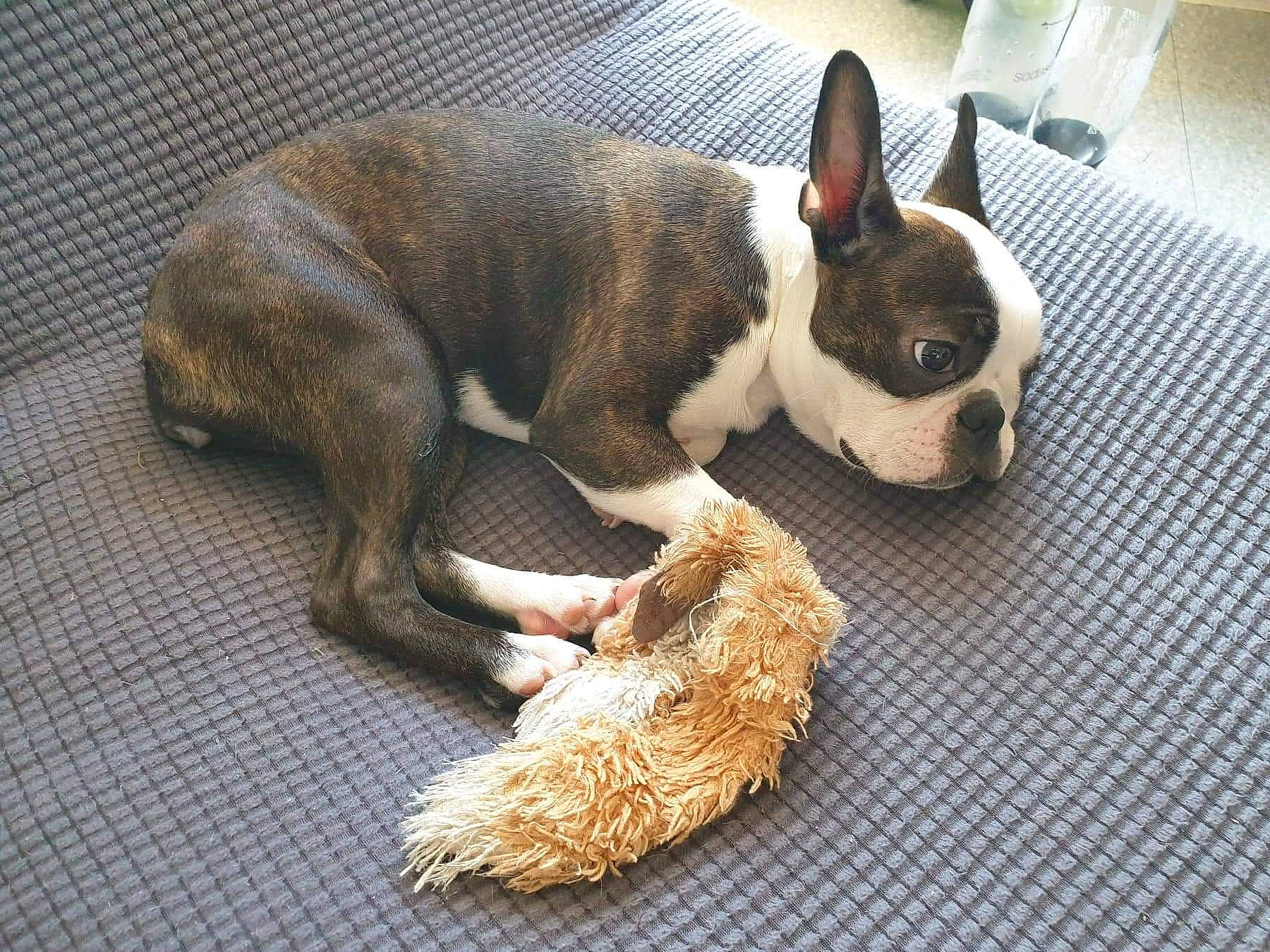 Sherkha participe au concours pour gagner de l'argent avec cette photo : boston_terrier, bulldog, canidae, carnivore, comfort, companion_dog, dog, dog_breed, ear, fawn, flooring, french_bulldog, hardwood, sporting_group, tail, terrestrial_animal, toy_dog, whiskers, wood, working_animal