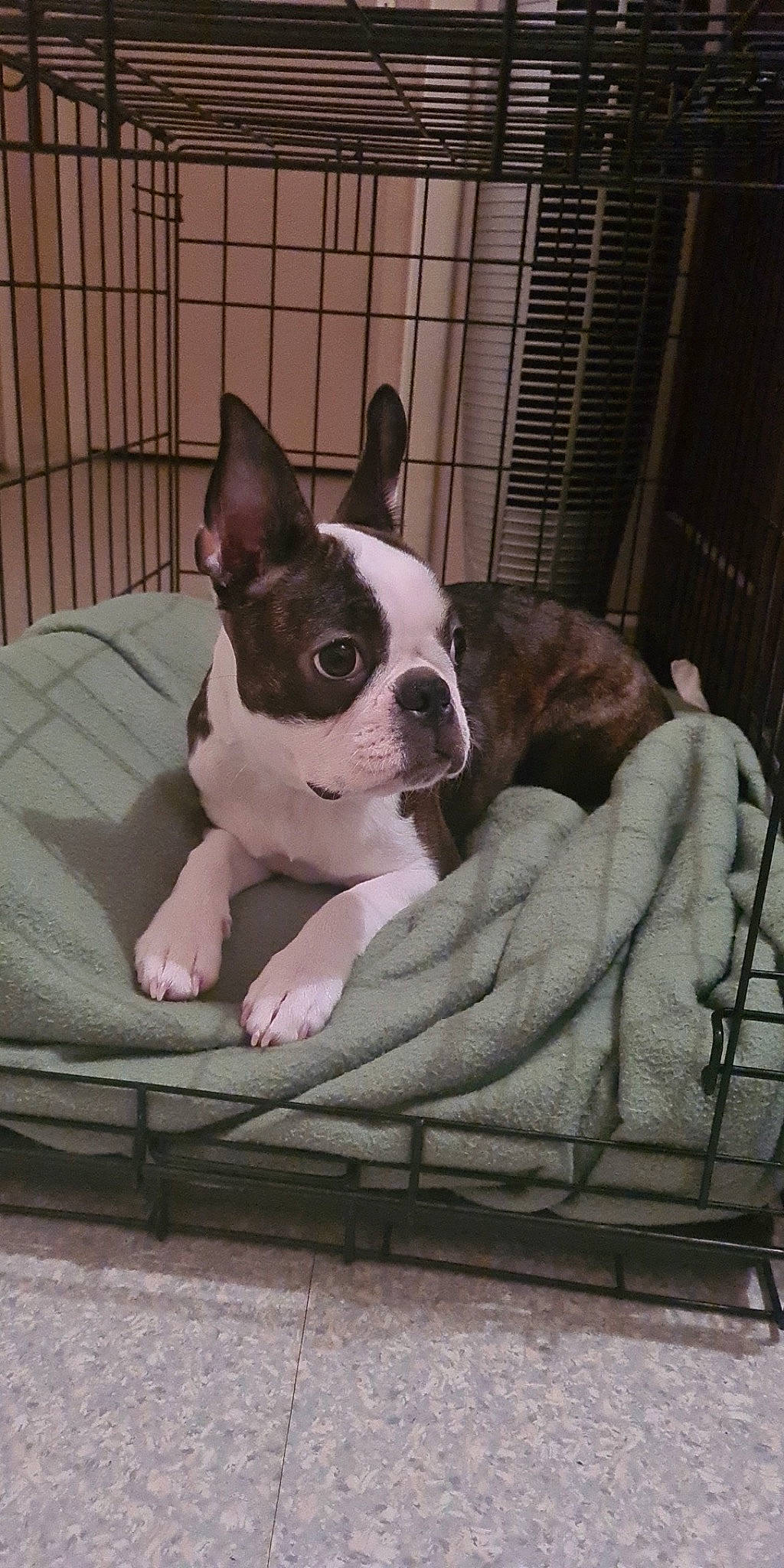 Sherkha a rejoint le concours — aidez-le/la à gagner de superbes lots ! boston_terrier, bulldog, canidae, carnivore, comfort, companion_dog, couch, dog, dog_breed, ear, fawn, french_bulldog, fur, non_sporting_group, snout, sporting_group, terrestrial_animal, toy_dog, whiskers, working_animal