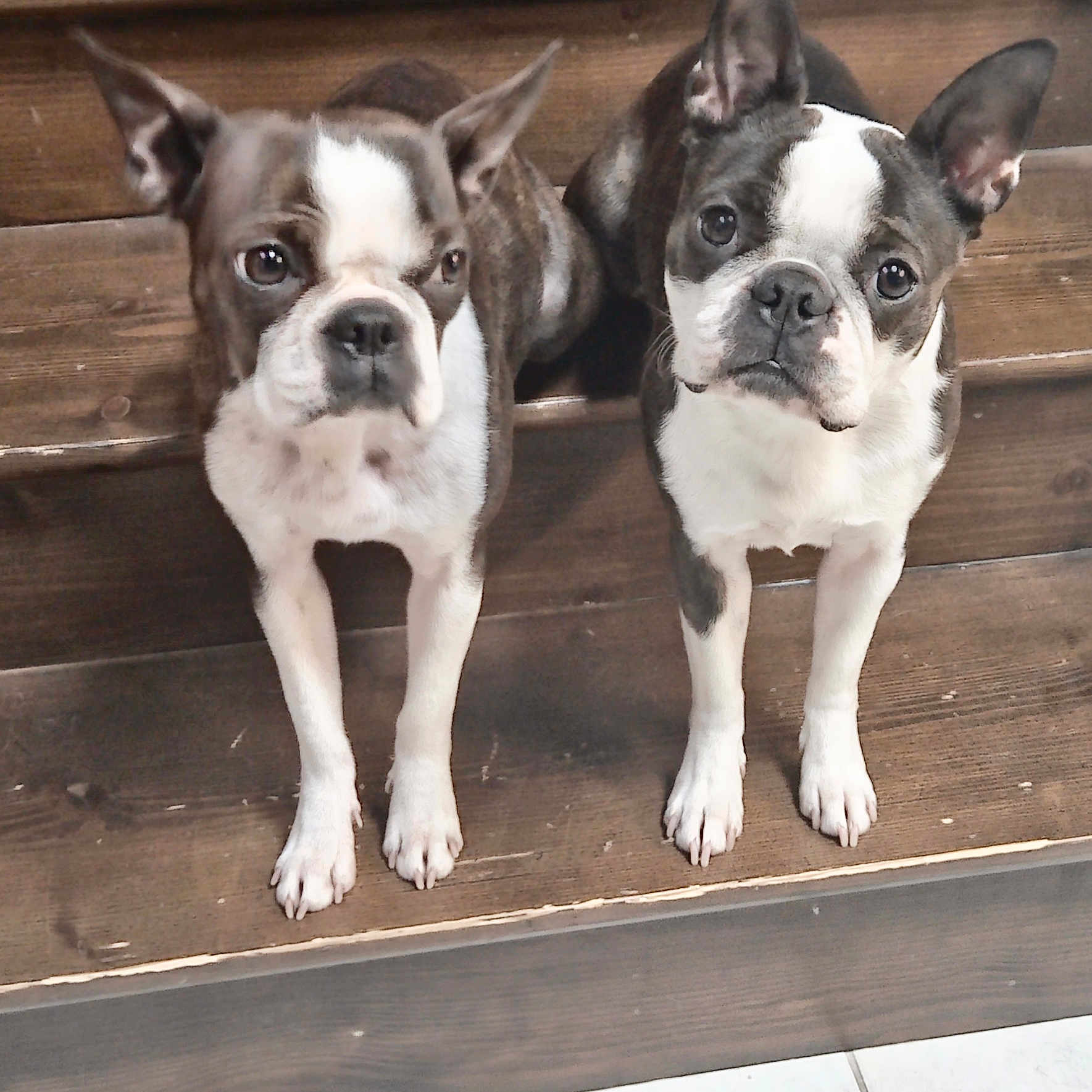 Sherkha Artemis participe au concours pour gagner de l'argent avec cette photo : alert, animal, boston_terrier, brown, canine, companions, cute, dog, ears, eyes, floor, indoor, looking, pet, portrait, stairs, standing, two_dogs, white, wood