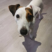 Oreo participe au concours pour gagner de l'argent avec cette photo : accessories, animal, beagle, bulldog, canine, dog, hardwood, hound, labradorretriever, leash, pet, pitbull, plywood, pointer, puppy, snout, strap, terrier, whitedog, wood