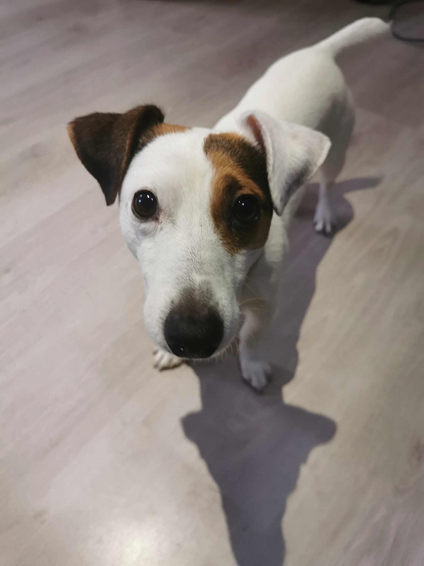 Oreo participe au concours pour gagner de l'argent avec cette photo : accessories, animal, beagle, bulldog, canine, dog, hardwood, hound, labradorretriever, leash, pet, pitbull, plywood, pointer, puppy, snout, strap, terrier, whitedog, wood