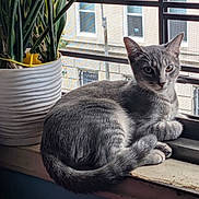 Ash joined the competition — help win amazing prizes! cat, ears, eyes, feline, fur, gray_cat, home_decor, houseplant, indoors, kitten, lounging, portrait, potted_plant, sitting, sunlight, tail, urban_view, whiskers, window, windowsill