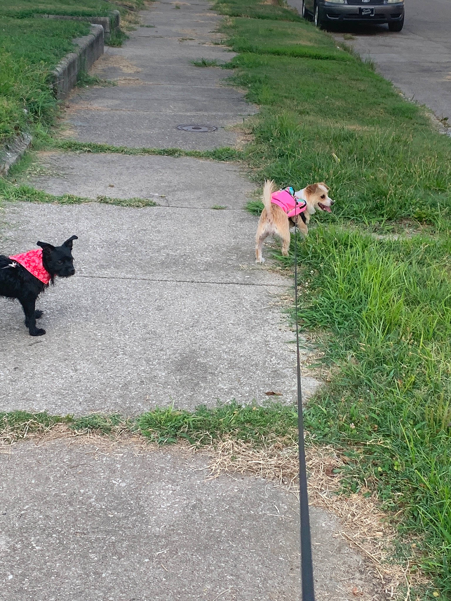 Nessa Lane is registered to the contest to win money with this photo: asphalt, canidae, carnivore, city, companion_dog, dog, dog_breed, dog_walking, driveway, grass, leash, public_space, road, road_surface, shiba_inu, sidewalk, sporting_group, tail, walking, walkway