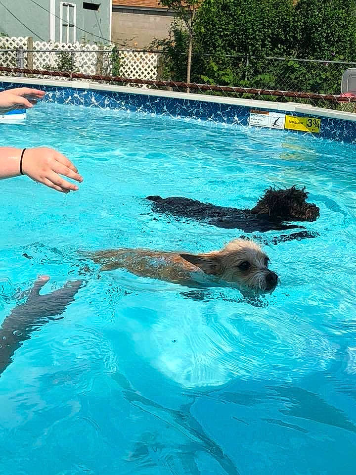 Nessa Lane joined the competition — help win amazing prizes! canidae, fun, individual_sports, leisure, leisure_centre, recreation, sporting_group, swimmer, swimming, swimming_pool, vacation, water