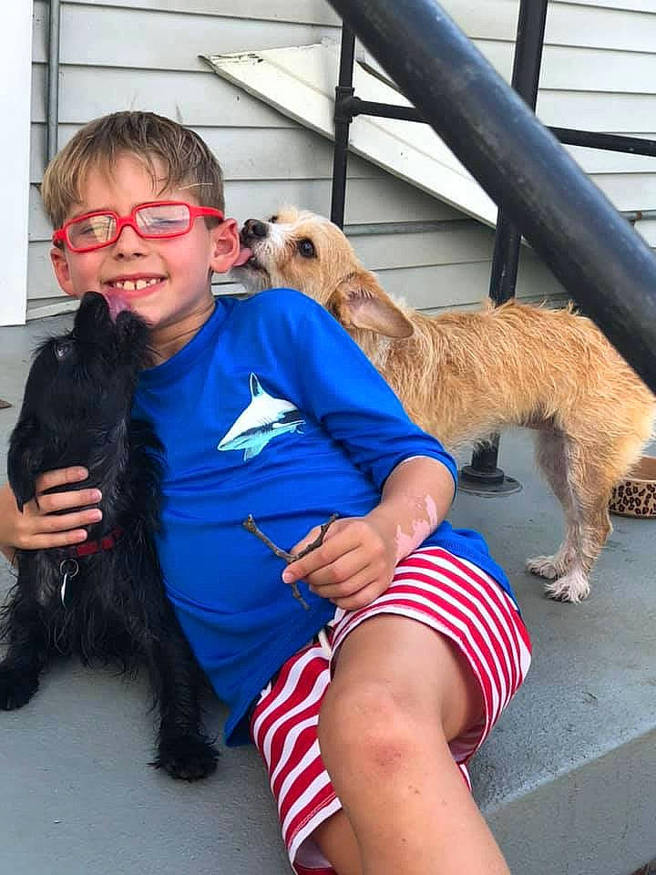 Nessa Lane joined the competition — help win amazing prizes! cairn_terrier, canidae, carnivore, companion_dog, dog, dog_breed, mammal, norwich_terrier, sporting_group, terrier, vertebrate