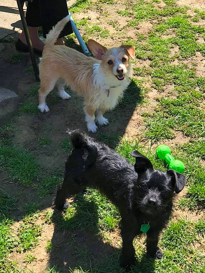 Nessa Lane joined the competition — help win amazing prizes! berger_picard, cairn_terrier, canidae, carnivore, companion_dog, dog, dog_breed, dog_walking, mammal, mudi, norwich_terrier, rare_breed_dog, schnauzer, sporting_group, terrier, vertebrate