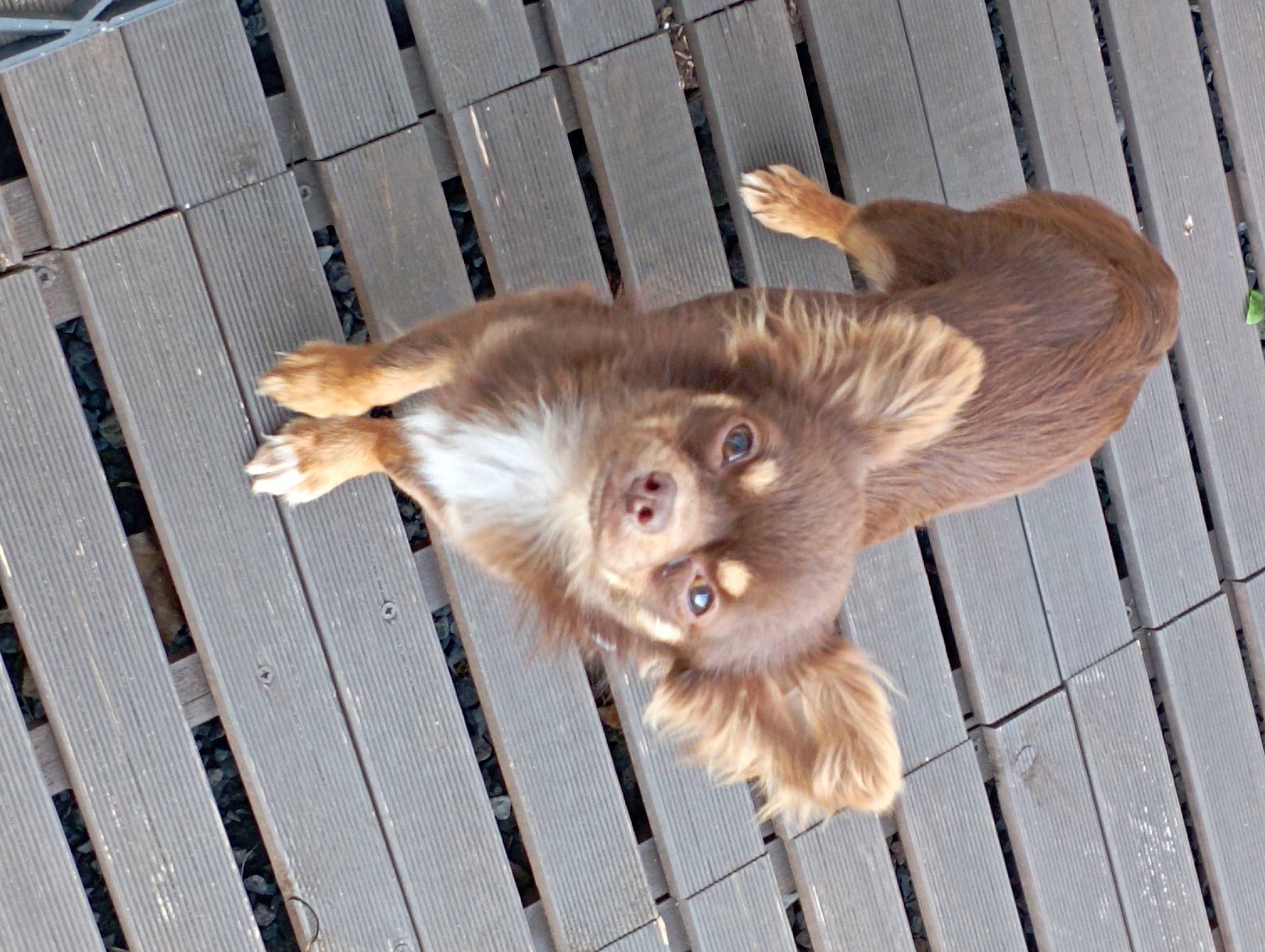 Shakespeare a rejoint le concours — aidez-le/la à gagner de superbes lots ! animal_shelter, carnivore, claw, companion_dog, dog_breed, ear, fawn, felidae, fence, fur, hardwood, liver, paw, small_to_medium_sized_cats, snout, sporting_group, tail, whiskers, wood, working_animal