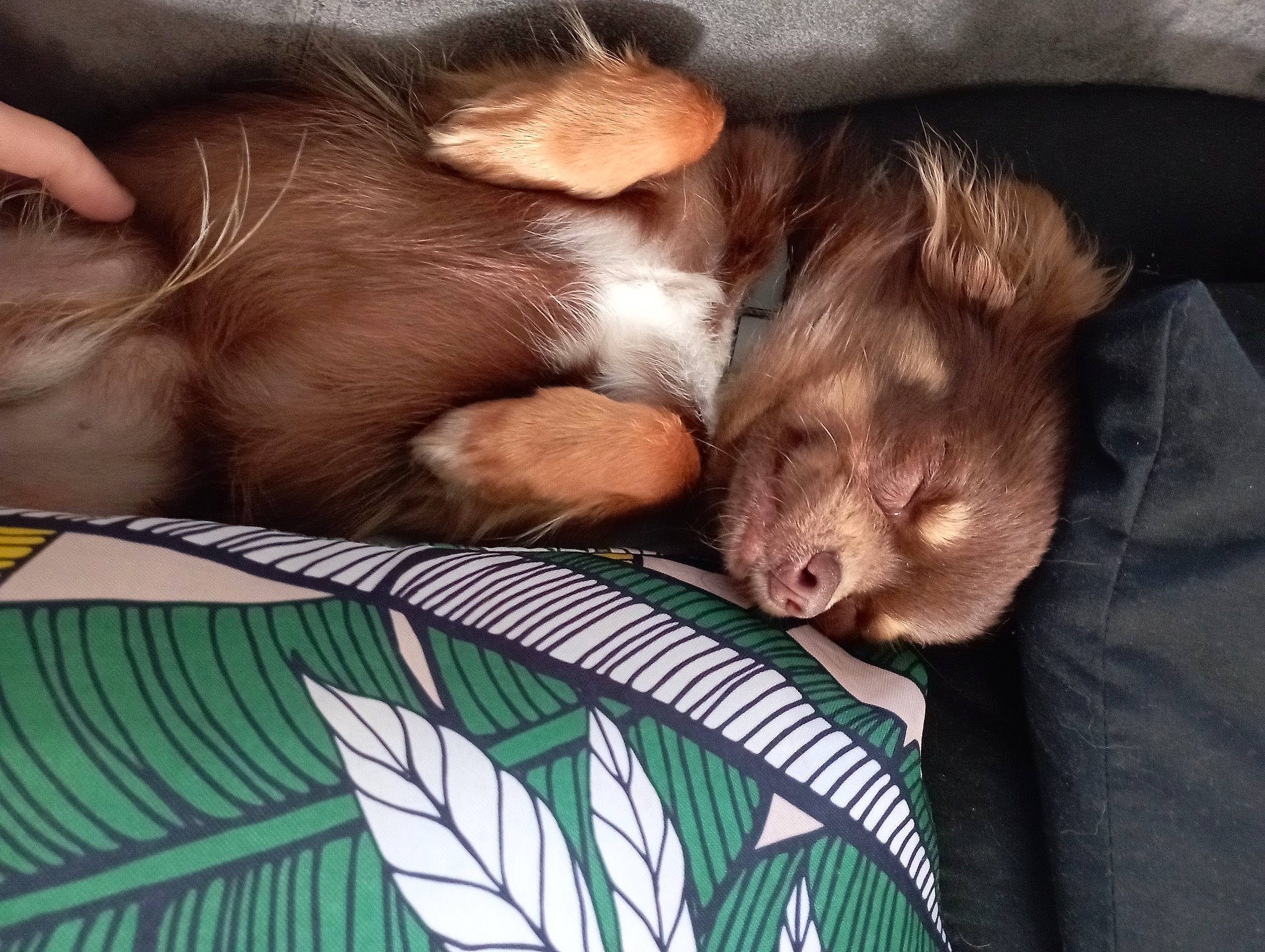 Shakespeare participe au concours pour gagner de l'argent avec cette photo : canidae, carnivore, comfort, companion_dog, dog, dog_breed, ear, fawn, felidae, fur, liver, nap, pet_supply, small_to_medium_sized_cats, snout, sporting_group, tail, whiskers, wood, working_animal