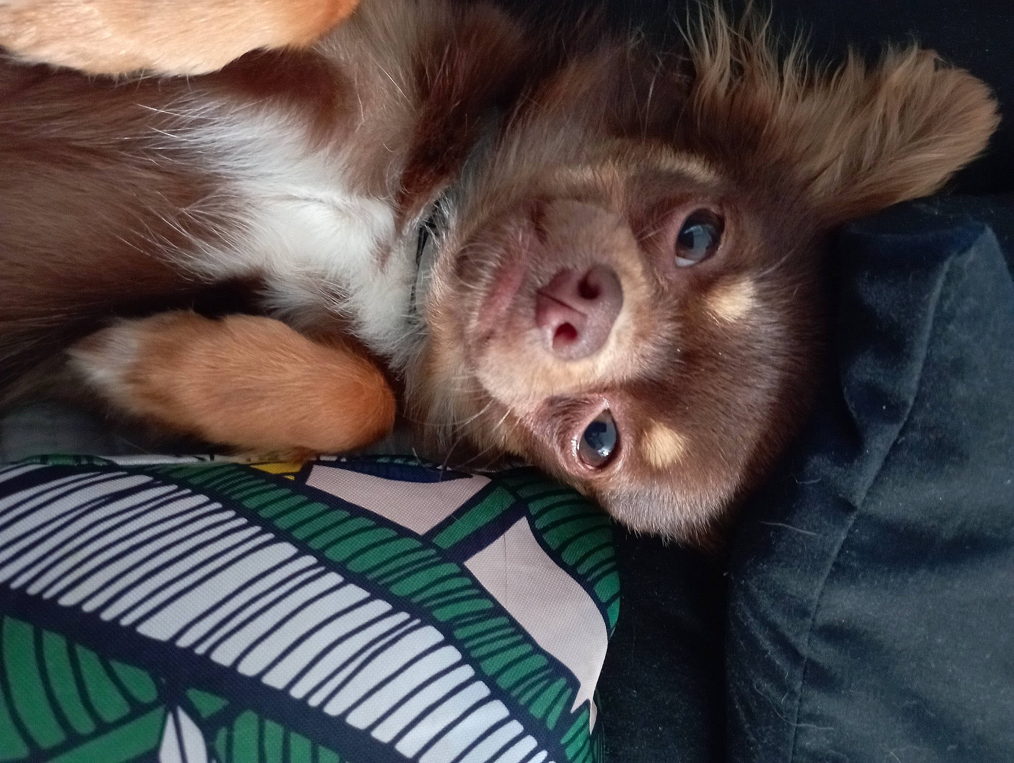 Shakespeare a rejoint le concours — aidez-le/la à gagner de superbes lots ! canidae, carnivore, comfort, companion_dog, dog, dog_breed, ear, eyelash, fawn, felidae, fur, jaw, liver, paw, small_to_medium_sized_cats, snout, sporting_group, whiskers, working_animal, wrinkle