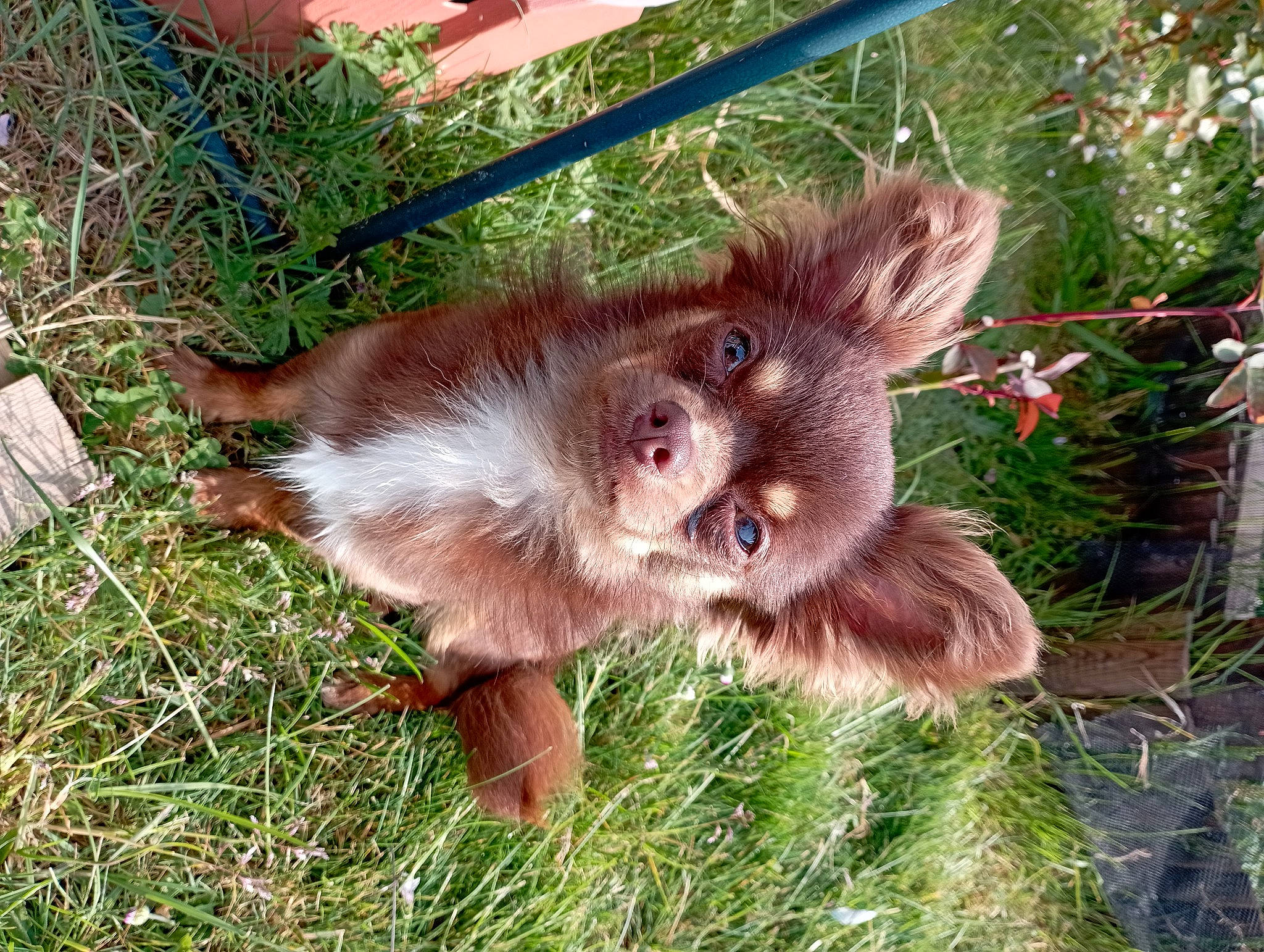 Shakespeare participe au concours pour gagner de l'argent avec cette photo : canidae, carnivore, companion_dog, dog_breed, fawn, felidae, fur, grass, groundcover, herb, liver, paw, plant, snout, sporting_group, terrestrial_animal, whiskers, wildlife, working_animal