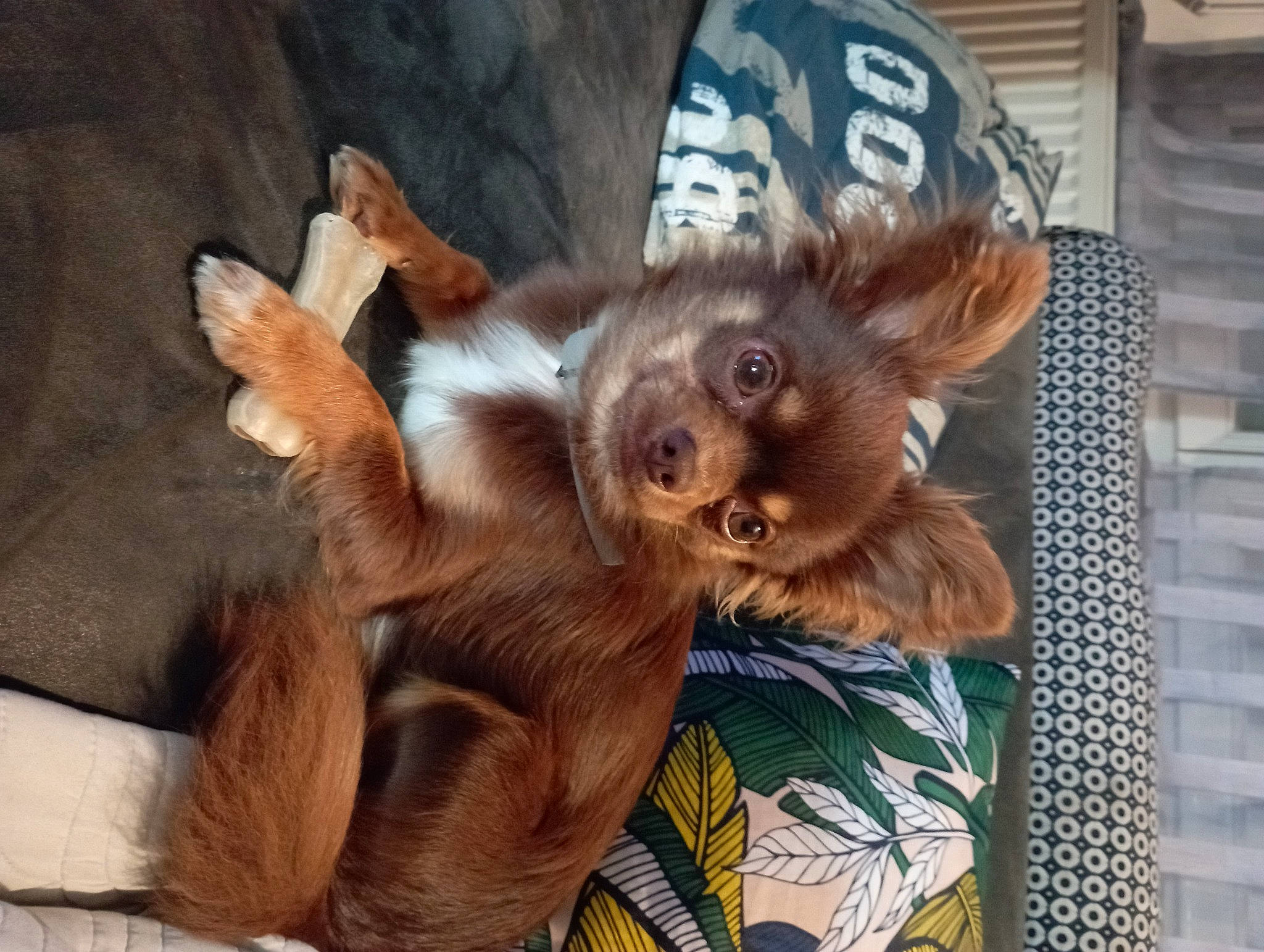 Shakespeare participe au concours pour gagner de l'argent avec cette photo : canidae, carnivore, claw, companion_dog, dog, dog_breed, ear, fawn, fur, liver, paw, primate, puppy, snout, sporting_group, terrestrial_animal, toy_dog, whiskers, wildlife, working_animal