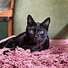 Blaise a rejoint le concours — aidez-le/la à gagner de superbes lots ! black_cat, cat, pet, animal, feline, indoor, blanket, pink_blanket, texture, close_up, portrait, relaxed, looking_at_camera, golden_eyes, whiskers, ears, soft_light, chair, background_blur, domestic_animal