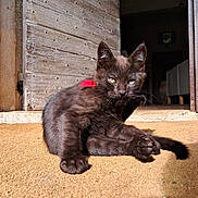 Blaise participe au concours pour gagner de l'argent avec cette photo : black_cat, kitten, sunlight, door, doormat, wooden_door, animal, pet, feline, young_cat, indoor_outdoor, resting, cute, fur, whiskers, paw, tail, eyes, relaxed, sunny