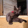 black_cat, kitten, sunlight, door, doormat, wooden_door, animal, pet, feline, young_cat, indoor_outdoor, resting, cute, fur, whiskers, paw, tail, eyes, relaxed, sunny