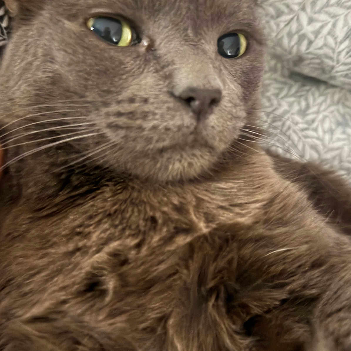 Tonto is registered to the contest to win money with this photo: abyssinian, angora, animal, armchair, brasssection, cat, chair, couch, cushion, furniture, gray, homedecor, kitten, linen, manx, musicalinstrument, person, pet, siamese, sleeping