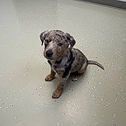 Brandy is registered to the contest to win money with this photo: puppy, dog, canine, pet, indoor, sitting, looking_up, cute, brindle, fur, tail, ears, eyes, floor, speckled_floor, paw, kennel, wall, door, portrait