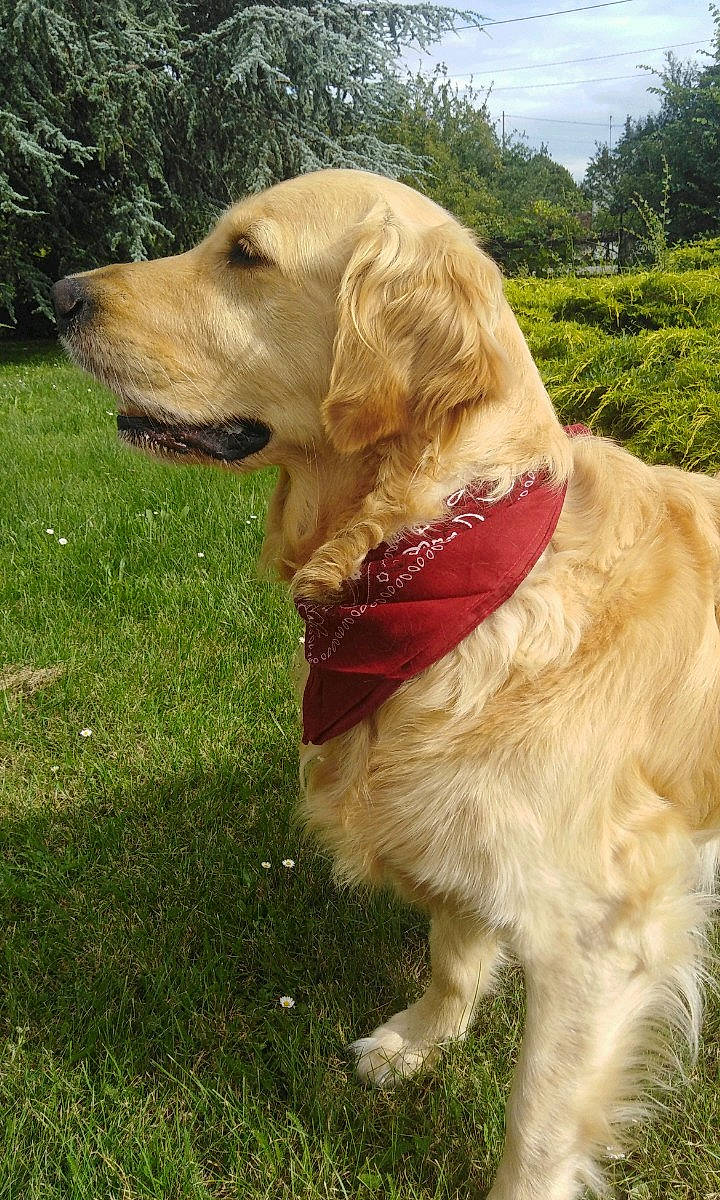 Lyra a rejoint le concours — aidez-le/la à gagner de superbes lots ! canidae, carnivore, collar, companion_dog, dog, dog_breed, dog_collar, durango_boot, fawn, golden_retriever, grass, gun_dog, labrador_retriever, plant, retriever, sky, snout, sporting_group, tree, working_animal